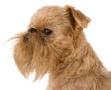 Brussels Griffon